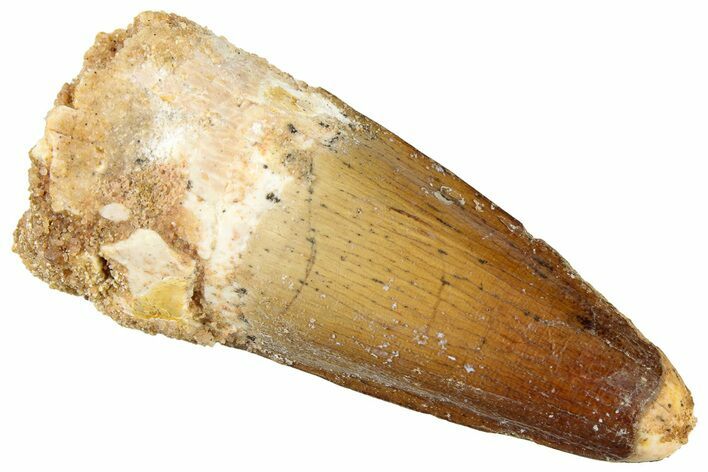 Fossil Spinosaurus Tooth - Real Dinosaur Tooth #322256